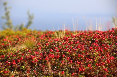 Cüce kornelinin güzel kırmızı yastığı (Cornus suecica)