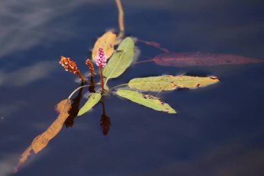 Longroot akıllı yosunu (Persicaria amphibia) suda yetişiyor