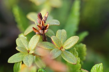 Rhododendron Lapponicum 'un (Lapland Rosebay) meyveli yakın çekimi 