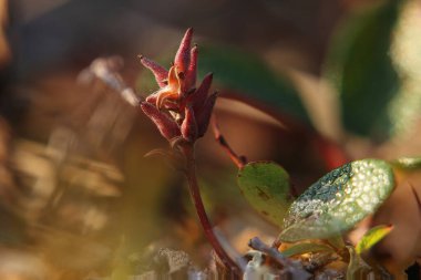 Küçük ağ yapraklı söğüt ağacının (Salix reticulata