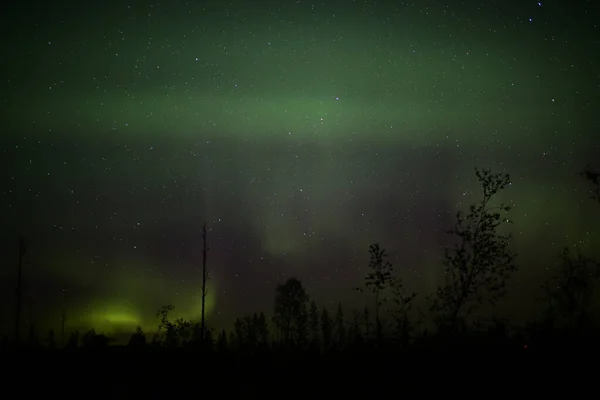 Nordlichter über der Waldlandschaft in der Nacht — Stockfoto