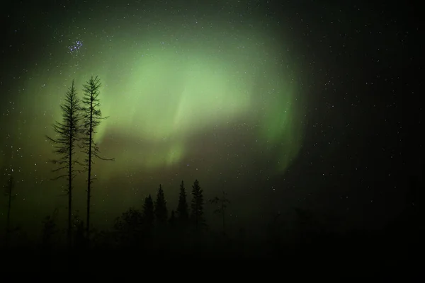 森林景观上的北极光和夜晚枯死的树木 — 图库照片