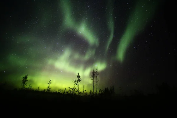 Norrsken över skog och döda träd på natten — Stockfoto