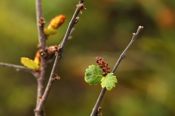 Η σημύδα νάνος (Betula nana) με ώριμες κάτκινς — Φωτογραφία Αρχείου