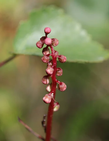 Buds of Pyrola media, the intermediate wintergreen — Stock Photo, Image