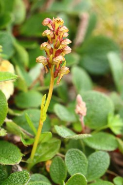 Çiçekli kurbağa orkidesi, ya da Coeloglossum viride.
