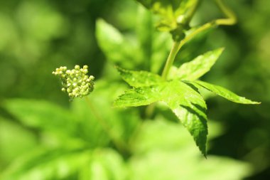 Çayır kraliçesi taze tomurcuklar taşıyor..