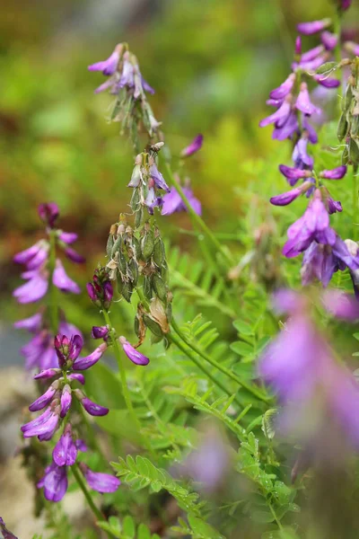 Croquis Laitier Alpin Dans Différentes Phases Fructification Floraison — Photo