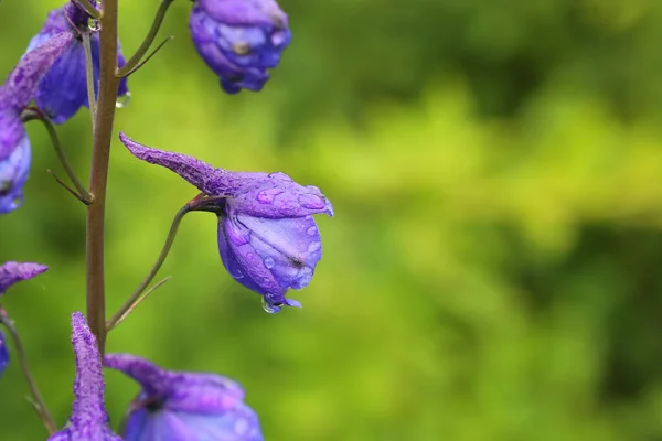 Fleurs Delphinium Cultorum Également Appelé Delphinium Jardin — Photo