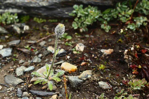 Épervier Alpin Hieracium Alpinum Poussant Sur Sol — Photo