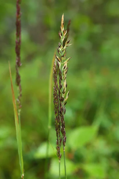 Tufted Hairgrass图库照片 免版税tufted Hairgrass图片 Depositphotos