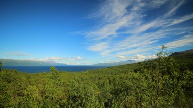 Tornetrask Gölü 'ndeki ormana bak..