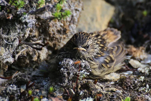 Ένας Νεαρός Bluethroat Που Κρύβεται Στο Έδαφος — Φωτογραφία Αρχείου