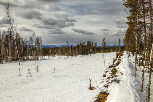 Rand Eines Schneebedeckten Feldes Bei Granbergsliden Vasterbotten Schweden — Stockfoto