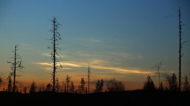 Polar stratospheric clouds over tree silhouettes in Sweden. clipart
