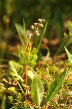 Keklik yeşili Pyrola 'nın tomurcukları.