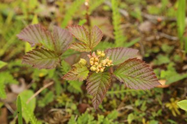 Rubus Saxatilis, Kuzey Kutbu böğürtlen, olgunlaşmamış meyvelerle.