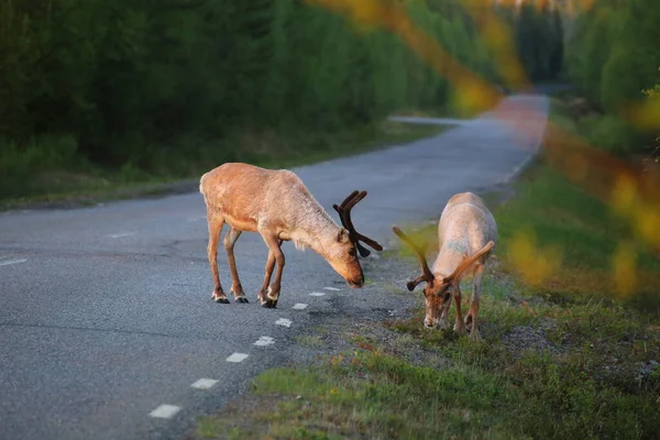 Két Rénszarvas Táplálkozik Naplementében Észak Svédországban — Stock Fotó