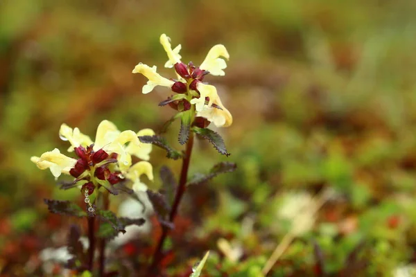 Pedicularis Lapponica Lapland Lousewort Flowers — Stock Photo, Image