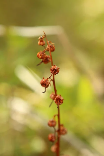 Pyrola Rotundifolia Leaved Wintergreen Withered Fruits — Stock Photo, Image