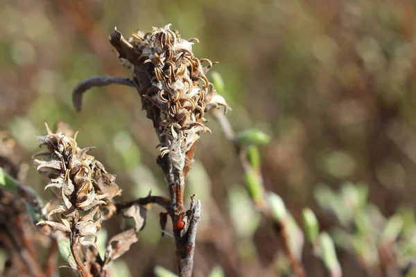 Κάτκινς Του Salix Glauca Της Ιτιάς Γκρίζα Φύλλα Κατά Διάρκεια — Φωτογραφία Αρχείου