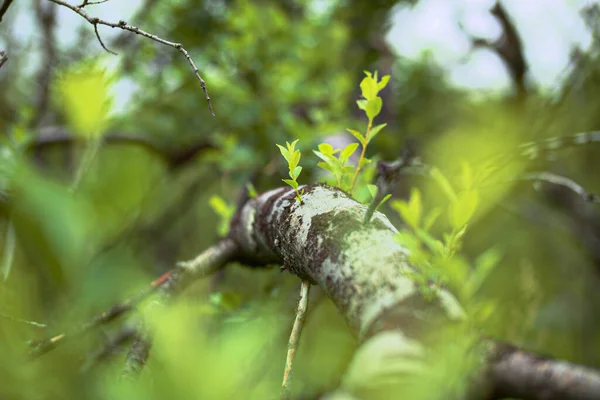 Brotes Salix Myrsinifolia Sauce Hojas Mirsinas Que Crece Árbol Caído — Foto de Stock