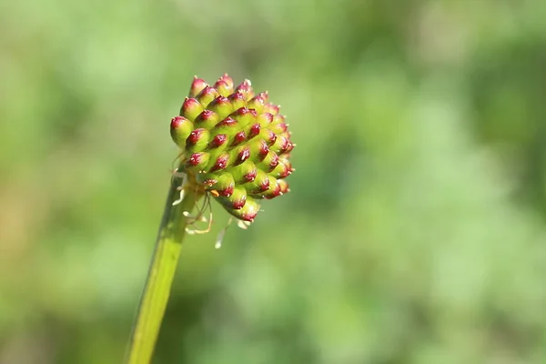 Frutti Trollius Europaeus Fiore Del Globo — Foto Stock