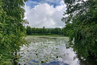 Yeşil ağaçlarla çevrili nilüferli gölet bulutlu yaz gökyüzünün altında kırsal alanda.