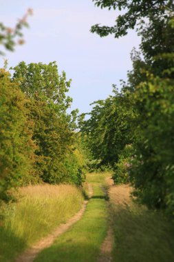 Ağaçlar ve çalılarla çevrili çimenli yaz yolu İsveç 'in güneşli kırsalına çıkar..