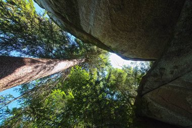 Granit kayaların üzerinden yükselen ağaçlar, yukarıdan gökyüzüne doğru yükseliyor..