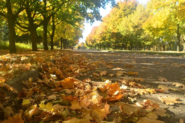 Autumn in the city park. — Stock Photo, Image