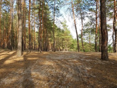 Çam ormanındaki ev gibi toprak yol.