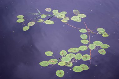 Nilüferlerle bataklık