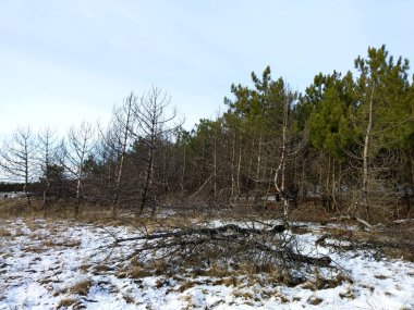 Yarı yanmış orman, yarı yeşil ormanın yanında..