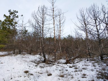 Kışın yarı yeşil ormanın yanında yarı yanmış orman..