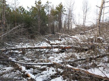 Kışın yarı yeşil ormanın yanında yarı yanmış orman..