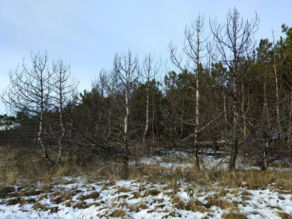 Half burnt forest next to half green forest in winter. — Stock Photo, Image