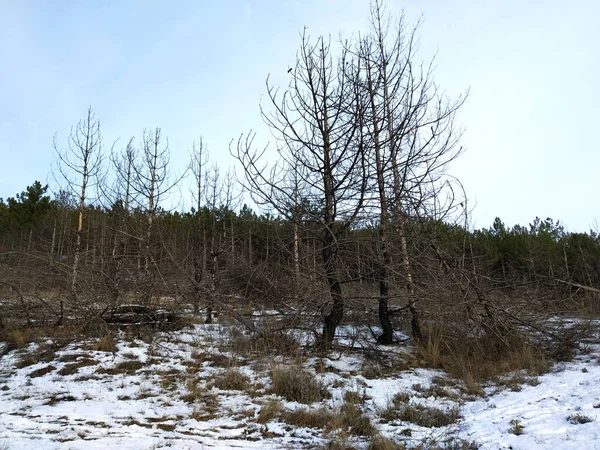 Meia floresta queimada ao lado de meia floresta verde no inverno . — Fotografia de Stock