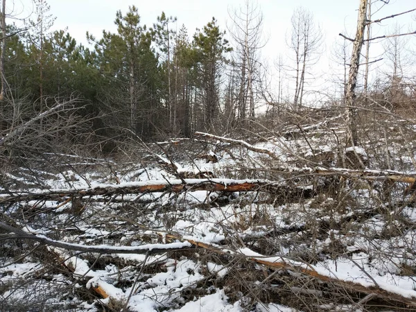 Forêt à moitié brûlée à côté de forêt à moitié verte en hiver. — Photo