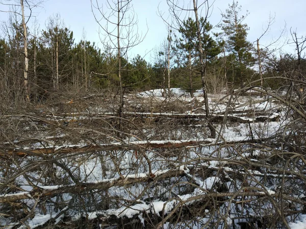 Meia floresta queimada ao lado de meia floresta verde no inverno . — Fotografia de Stock