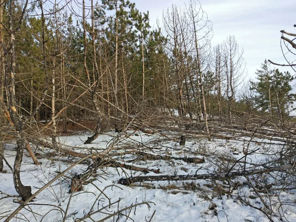 冬季，有一半的森林在半绿色森林旁边被烧毁. — 图库照片