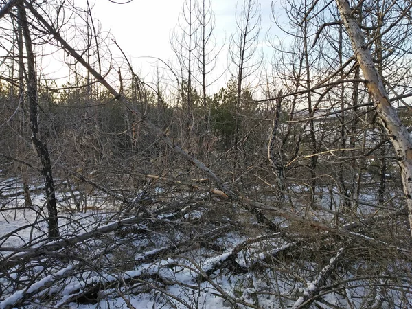 冬の半分緑の森の隣の半焼畑林. — ストック写真
