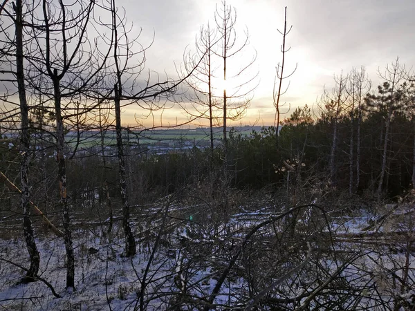 Spalony las sosnowy w zimowy wieczór. — Zdjęcie stockowe