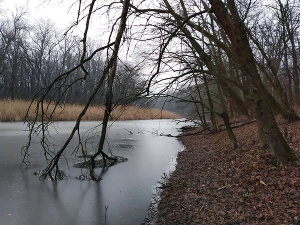 Ice covered lake — Stock Photo, Image