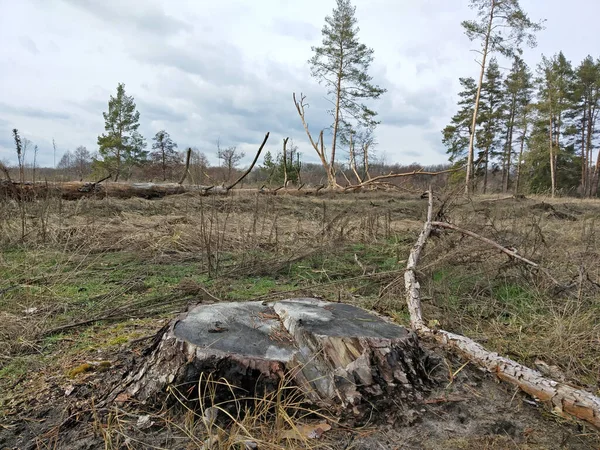 Stump sur le bord de la forêt. — Photo