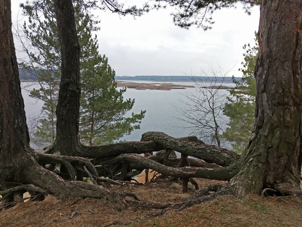 Erosión del suelo junto al lago. —  Fotos de Stock