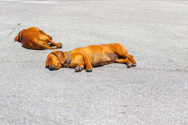 Dwa jamnik psy spać na a Tarmac ulica w gorący Pogoda — Zdjęcie stockowe