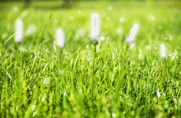 Renevable Energy Lightbulb Concept Meadow — Stock Photo, Image