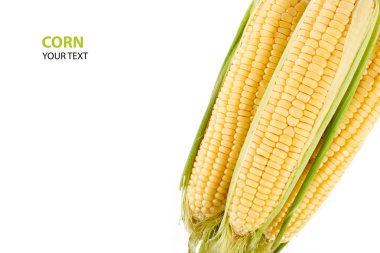 Beyaz arka plan üzerinde izole taze sarı Mısır koçanı. Taze sebze.