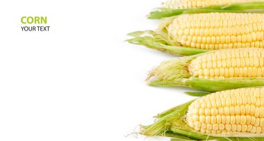 Beyaz arka plan üzerinde izole taze sarı Mısır koçanı. Taze sebze.